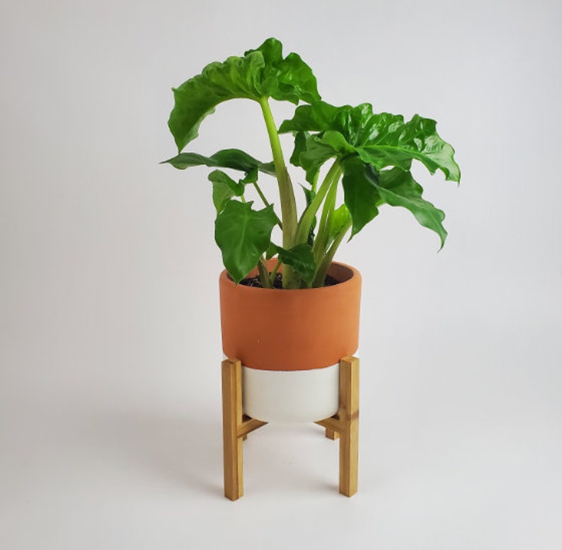 Alocasia Low Rider | Live Plant in 4" or 6" inch Pot | Elephant's Ear Plant | Rare Plant | Stunning Indoor Air Purifier