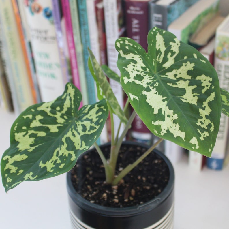 Alocasia Hilo Beauty in 4 or 6" Pot | Elephant Ears Plant | Caladium Indoor & Outdoor Live Tropical House plant | Rooted Easy Care Starter