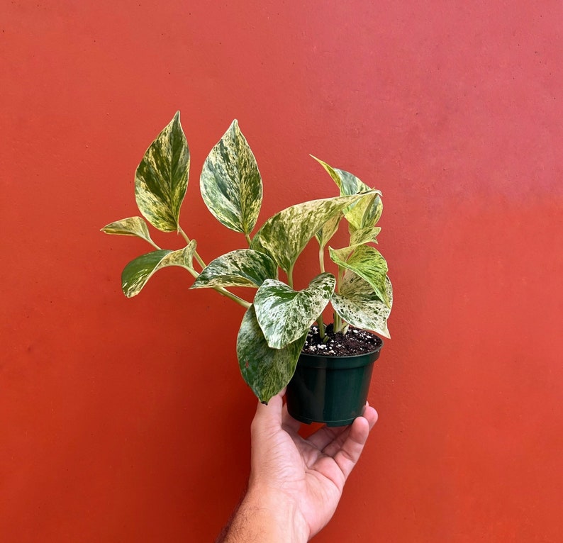 Marble Queen Pothos | Live Devils Ivy Vine | Well Rooted | Easy Indoor Plant | House Plant | Air Purifying | Rooted in Pot or Hanging Basket