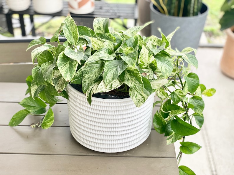 Marble Queen Pothos | Live Devils Ivy Vine | Well Rooted | Easy Indoor Plant | House Plant | Air Purifying | Rooted in Pot or Hanging Basket