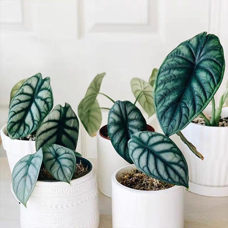Alocasia Dragon Scale | Alocasia Baginda | Indoor & Outdoor Live Tropical House plant | Rooted Easy Care Plant Rooted in 4" and 6" Pot