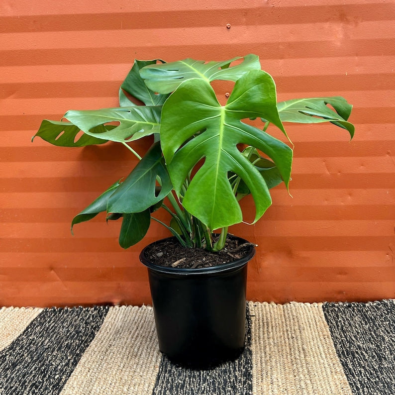 Monstera Deliciosa Large Tropical Split Leaf Plant 3 Gallon / 10" Pot | Indoor & Outdoor Live Houseplant | Rooted Easy Care Plant