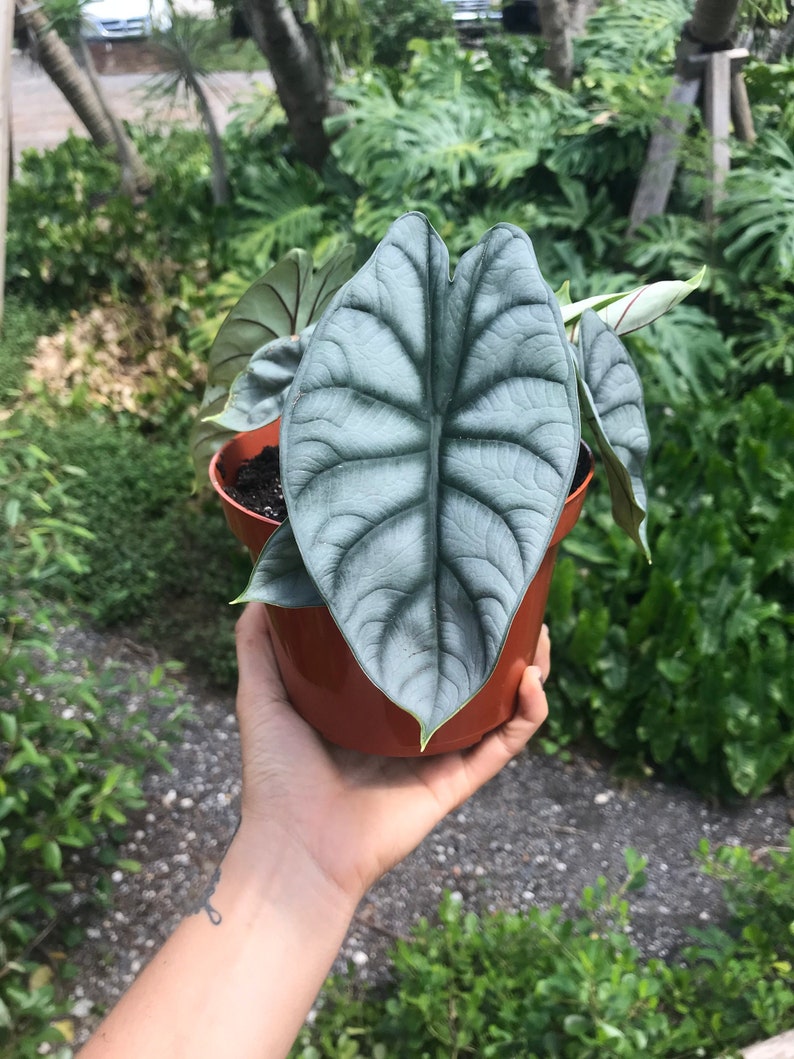 Alocasia 'Silver Dragon' Baginda 4" Pot | RARE Indoor and Outdoor Live Tropical House Plant | Rooted Easy Care Starter Plant