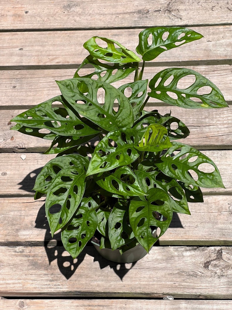 MONSTERA ADANSONII in 6 inch Pot | Swiss Cheese Plant | Indoor & Outdoor Live Tropical House plant | Rooted Easy Care Tree