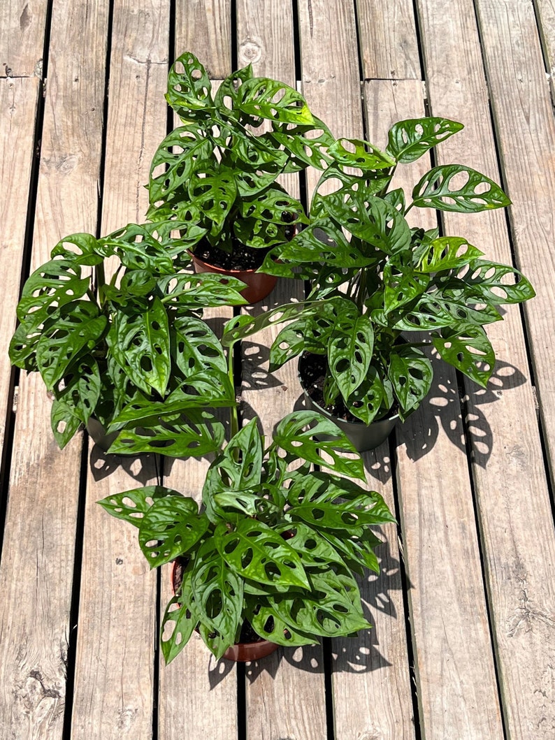 MONSTERA ADANSONII in 6 inch Pot | Swiss Cheese Plant | Indoor & Outdoor Live Tropical House plant | Rooted Easy Care Tree