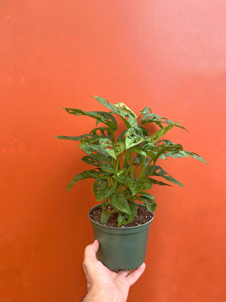MONSTERA ADANSONII in 6 inch Pot | Swiss Cheese Plant | Indoor & Outdoor Live Tropical House plant | Rooted Easy Care Tree