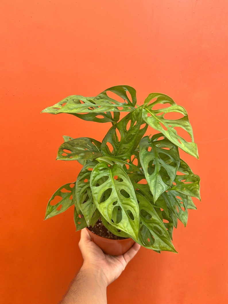 MONSTERA ADANSONII in 6 inch Pot | Swiss Cheese Plant | Indoor & Outdoor Live Tropical House plant | Rooted Easy Care Tree