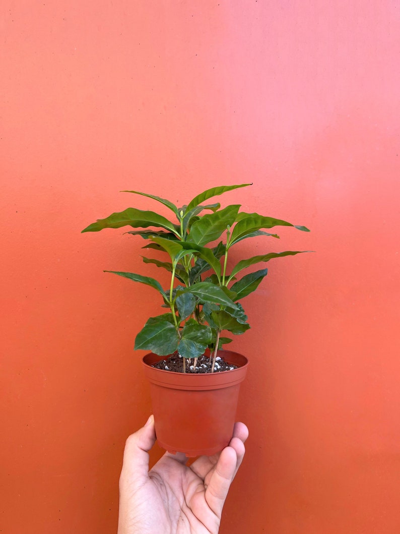 Arabica Coffee Plant | Live Indoor & Outdoor Tropical House plant | Home and Office Decor | Easy Care Rooted in a 4", 6" or 8" inch Pot