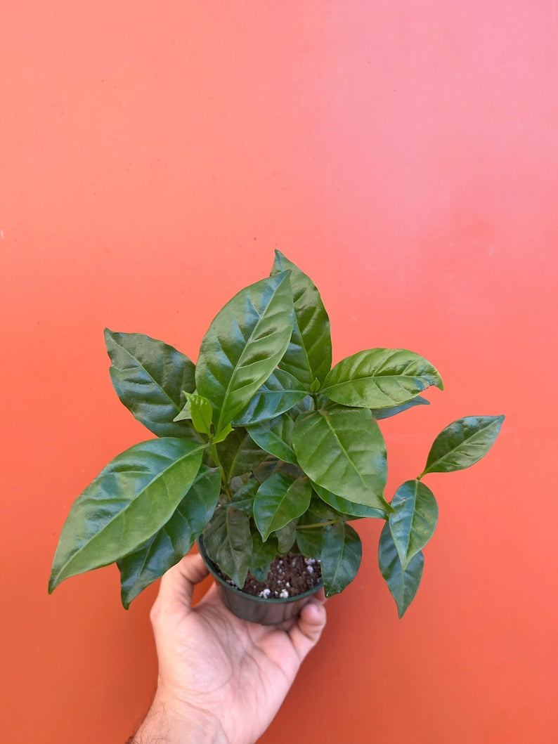 Arabica Coffee Plant | Live Indoor & Outdoor Tropical House plant | Home and Office Decor | Easy Care Rooted in a 4", 6" or 8" inch Pot
