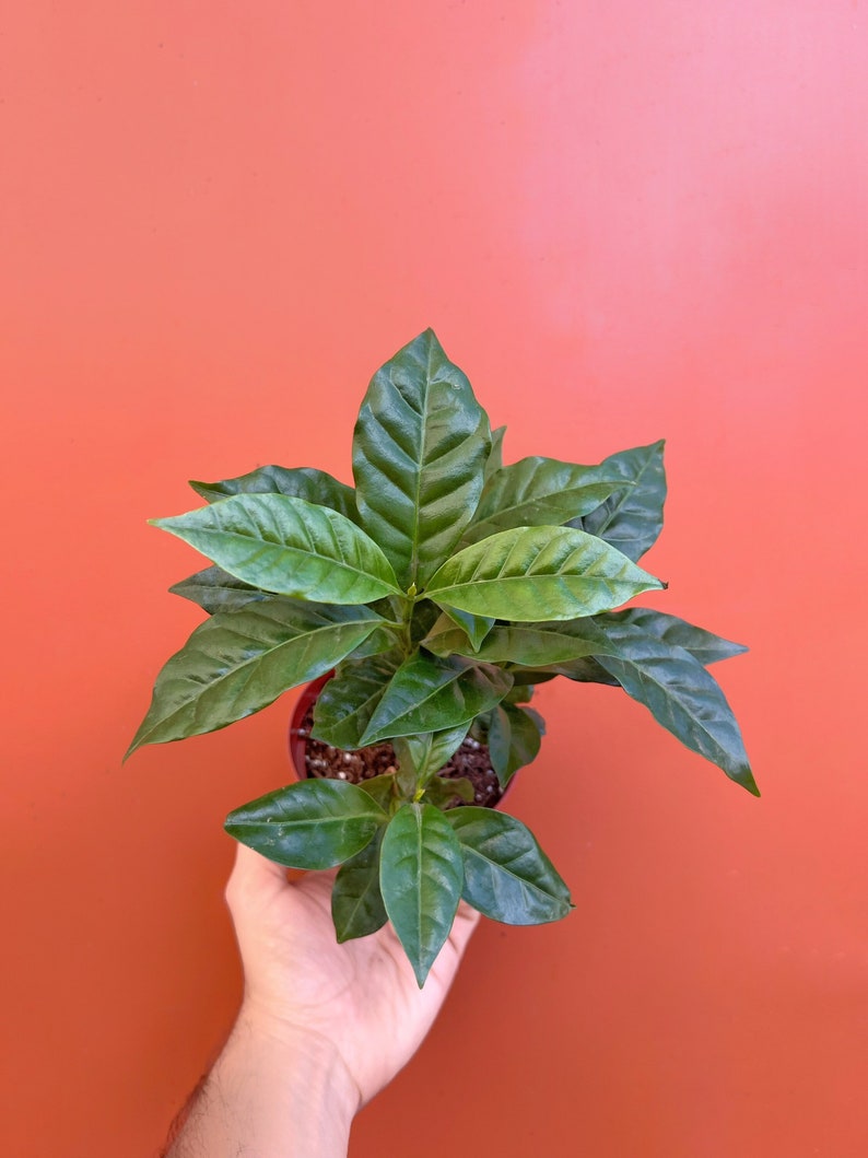 Arabica Coffee Plant | Live Indoor & Outdoor Tropical House plant | Home and Office Decor | Easy Care Rooted in a 4", 6" or 8" inch Pot