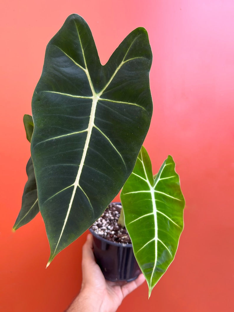 Alocasia Frydek Elephant Ear Micholitziana | Green Velvet Leaf | Indoor & Outdoor Live Tropical House plant | Rooted in 4" or 6" Pot