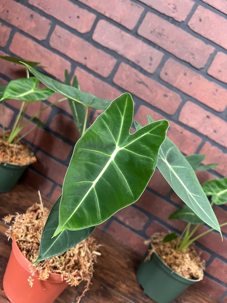 Alocasia Frydek Elephant Ear Micholitziana | Green Velvet Leaf | Indoor & Outdoor Live Tropical House plant | Rooted in 4" or 6" Pot
