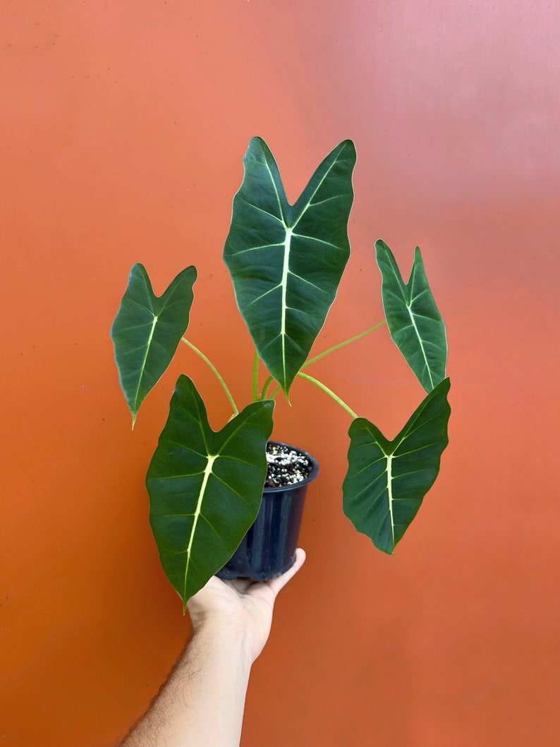 Alocasia Frydek Elephant Ear Micholitziana | Green Velvet Leaf | Indoor & Outdoor Live Tropical House plant | Rooted in 4" or 6" Pot
