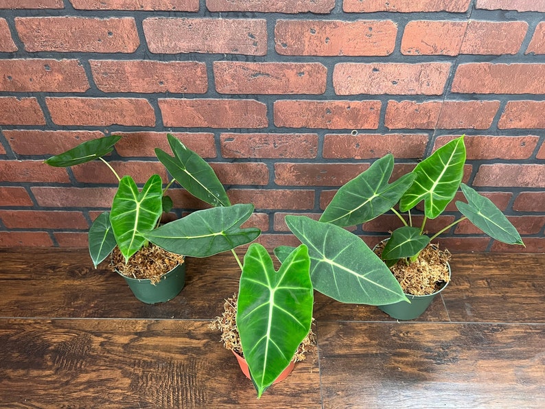 Alocasia Frydek Elephant Ear Micholitziana | Green Velvet Leaf | Indoor & Outdoor Live Tropical House plant | Rooted in 4" or 6" Pot