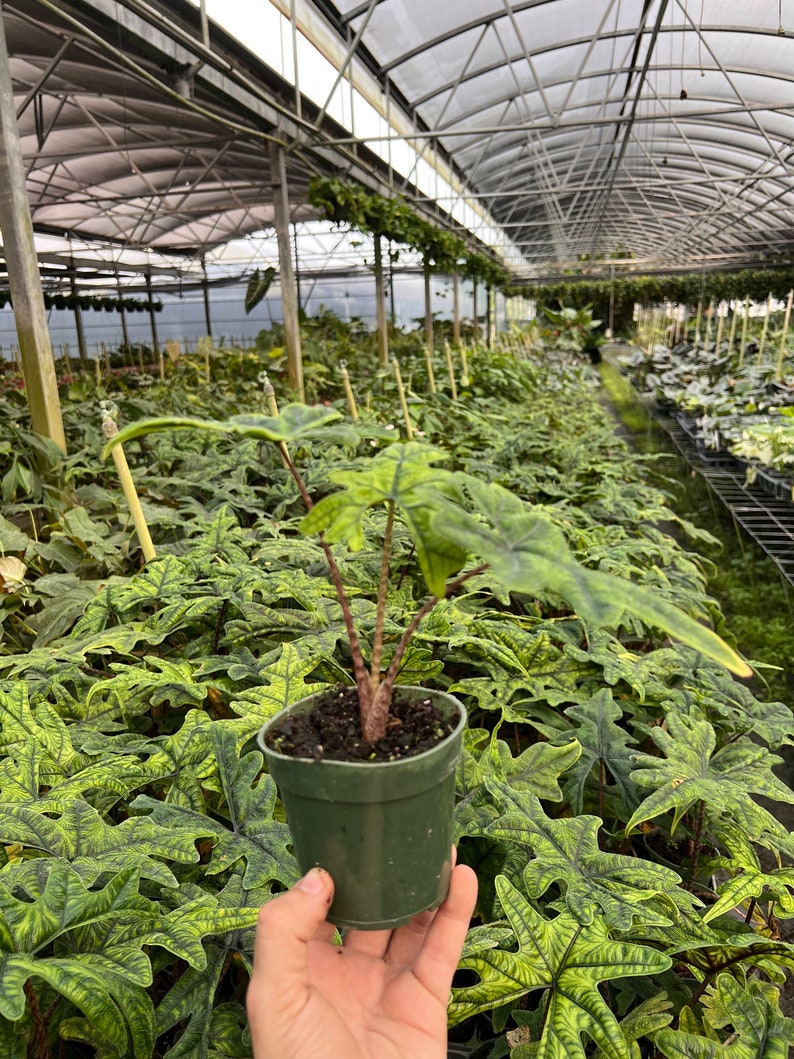 Alocasia Jacklyn Elephant Ears in 4” and 6" inch Pot | Indoor & Outdoor Live Tropical House plant | Rooted Easy Care Starter Plant