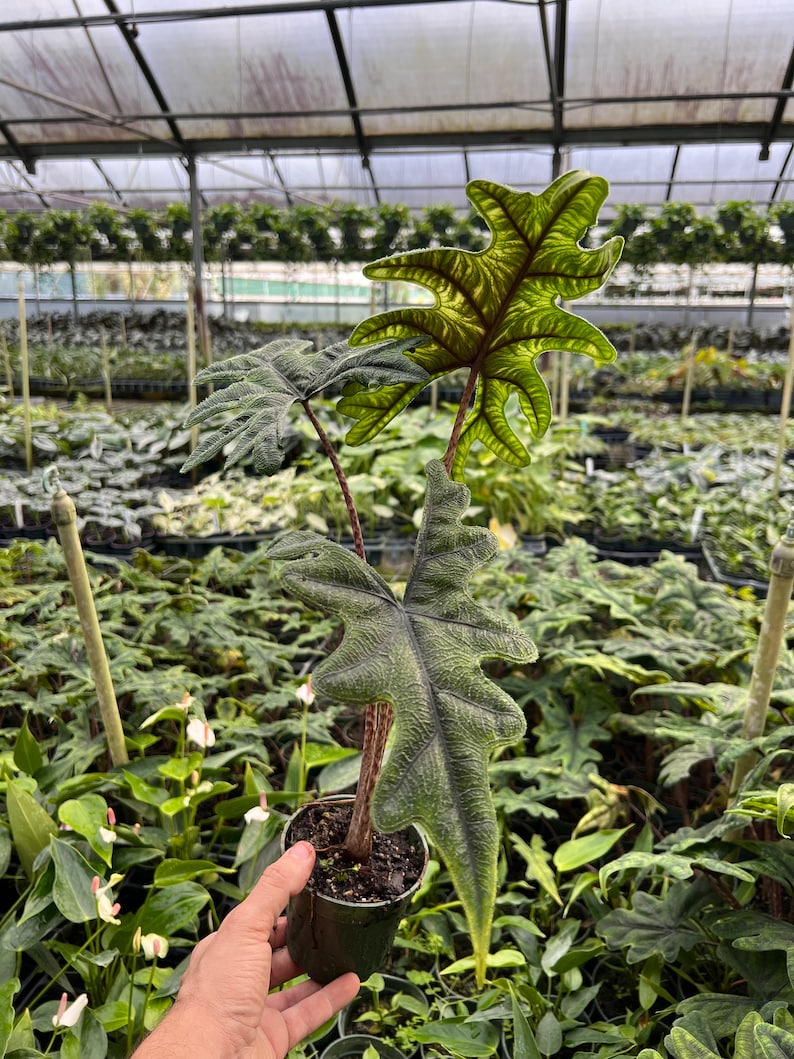 Alocasia Jacklyn Elephant Ears in 4” and 6" inch Pot | Indoor & Outdoor Live Tropical House plant | Rooted Easy Care Starter Plant