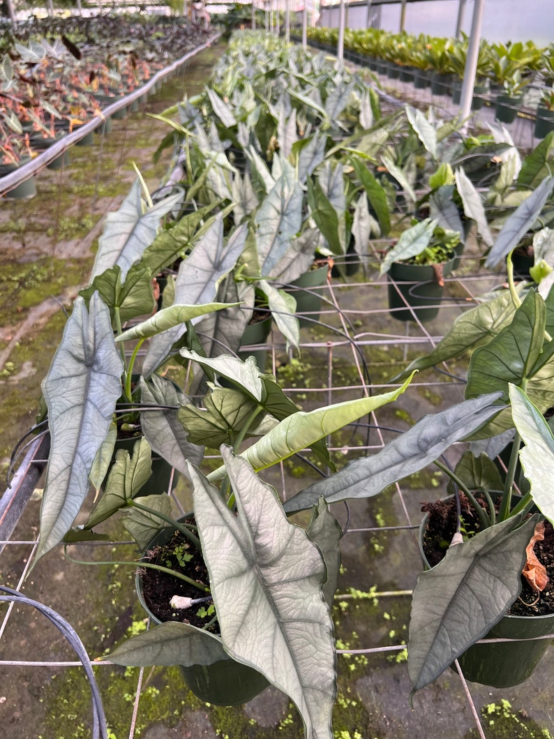 Alocasia Dragons Breath | Rare Elephant Ear Plant | Live Indoor & Outdoor Tropical Houseplant | Rooted in 4 and 6" Pot