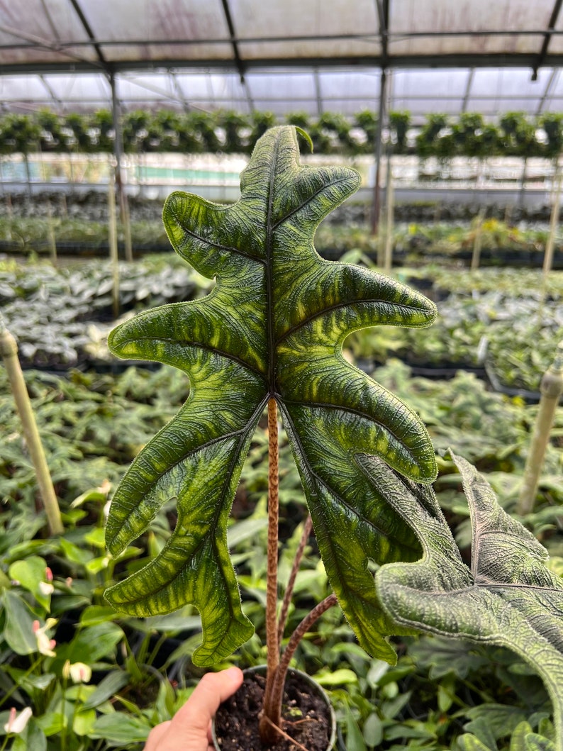 Alocasia Jacklyn Elephant Ears in 4” and 6" inch Pot | Indoor & Outdoor Live Tropical House plant | Rooted Easy Care Starter Plant