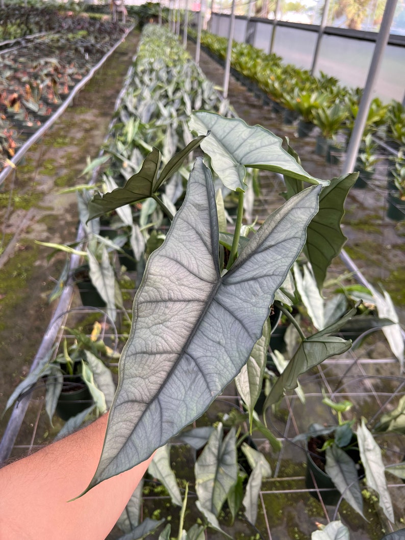 Alocasia Dragons Breath | Rare Elephant Ear Plant | Live Indoor & Outdoor Tropical Houseplant | Rooted in 4 and 6" Pot