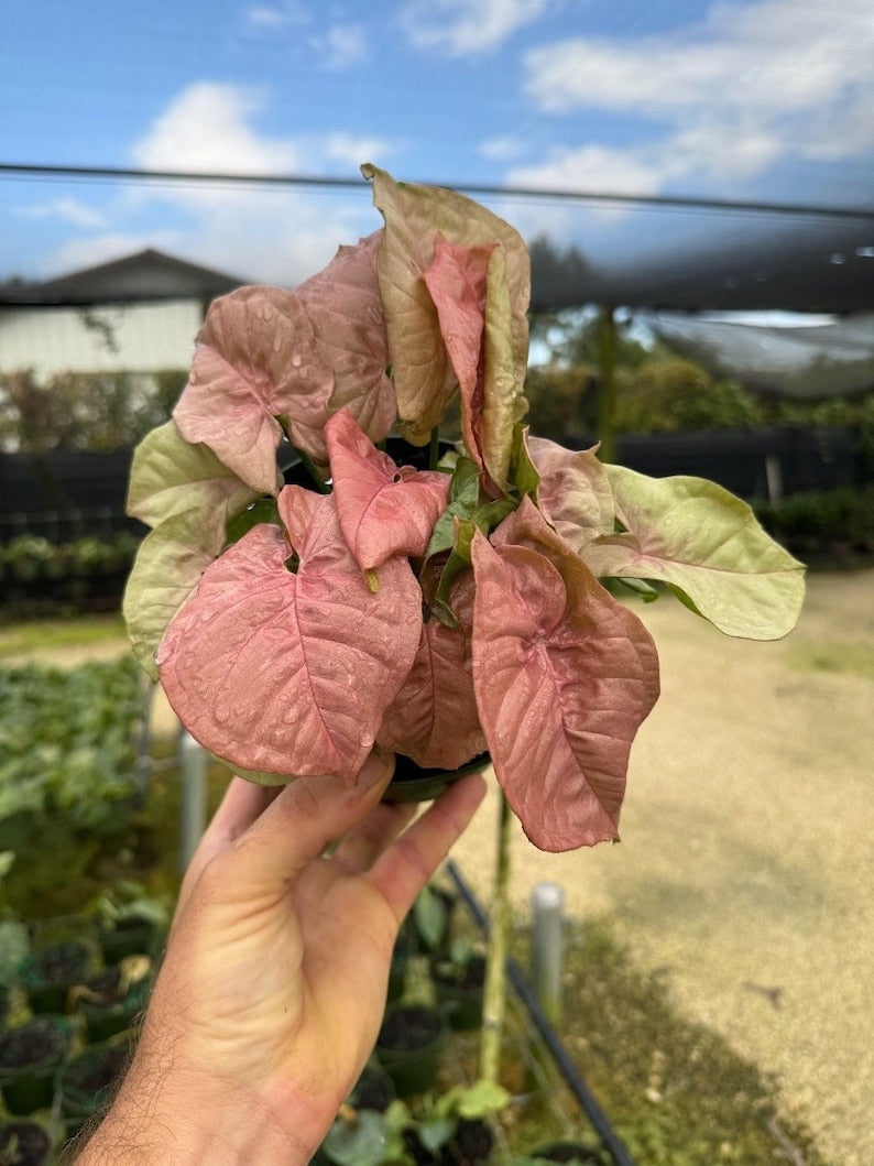 Syngonium Neon Robusta Plant - Pink Arrow Head Shape Leaf | Live Tropical House | Indoor Home & Office Decor in Pot or Hanging Basket