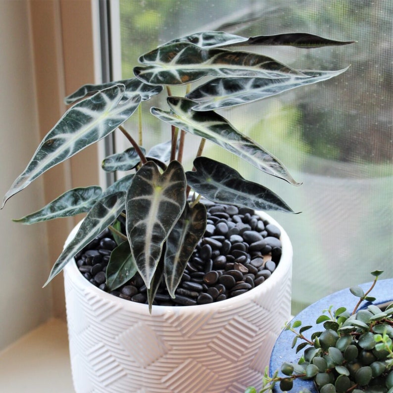 Alocasia Bambino | Arrow Head Elephant Ear Plant | Indoor & Outdoor Live Tropical House plant | Rooted Easy Care Plant in 6" inch Pot