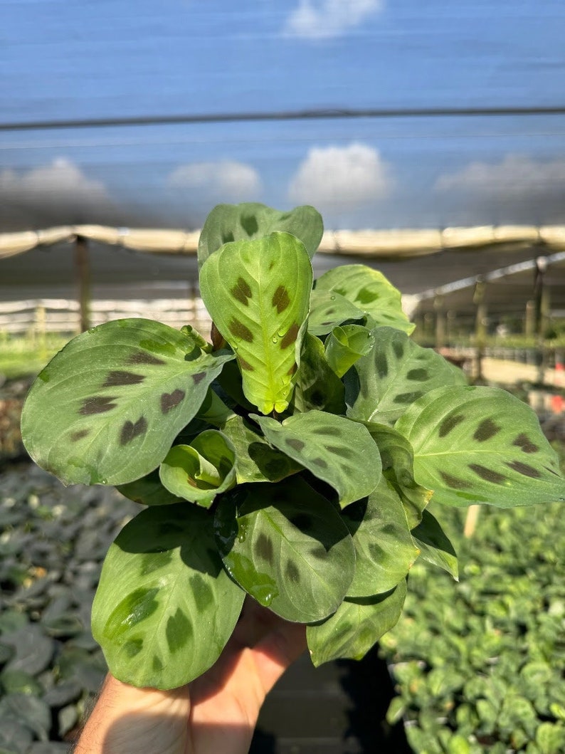 Maranta Green Prayer Plant Calathea | Live Tropical Houseplant | Outdoor or Indoor Home Office Decor Easy Care Rooted in 4" and 6" inch Pot