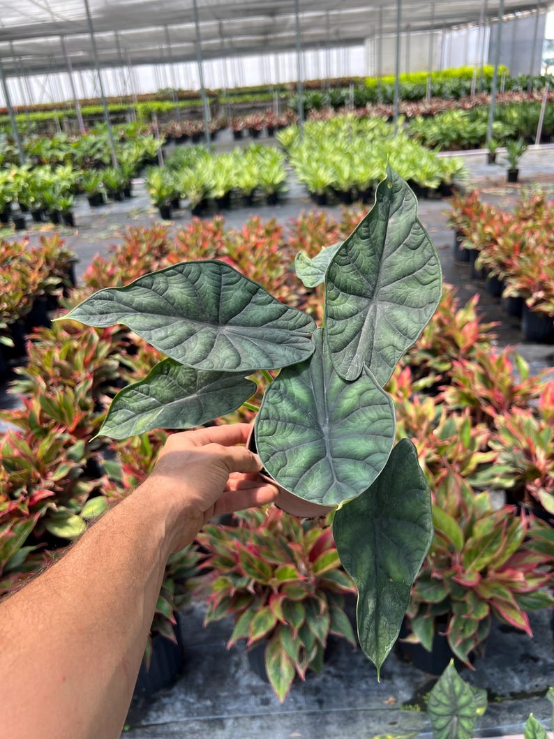 Alocasia Dragon Scale | Alocasia Baginda | Indoor & Outdoor Live Tropical House plant | Rooted Easy Care Plant Rooted in 4" and 6" Pot
