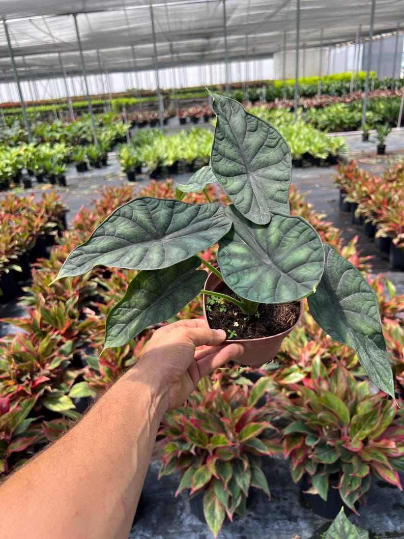 Alocasia Dragon Scale | Alocasia Baginda | Indoor & Outdoor Live Tropical House plant | Rooted Easy Care Plant Rooted in 4" and 6" Pot