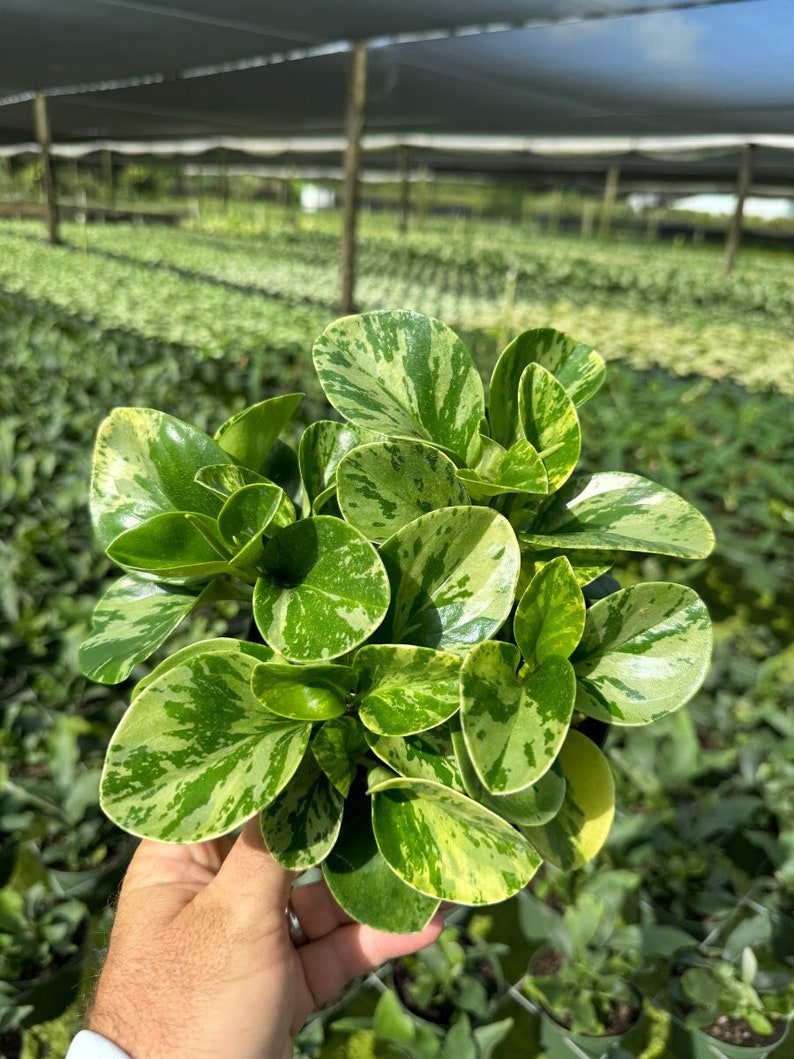 Golden Gate Peperomia Radiator Plant | Live Tropical Houseplant | Outdoor and Indoor Home & Office Decor | Easy Care Rooted in 6" Pot