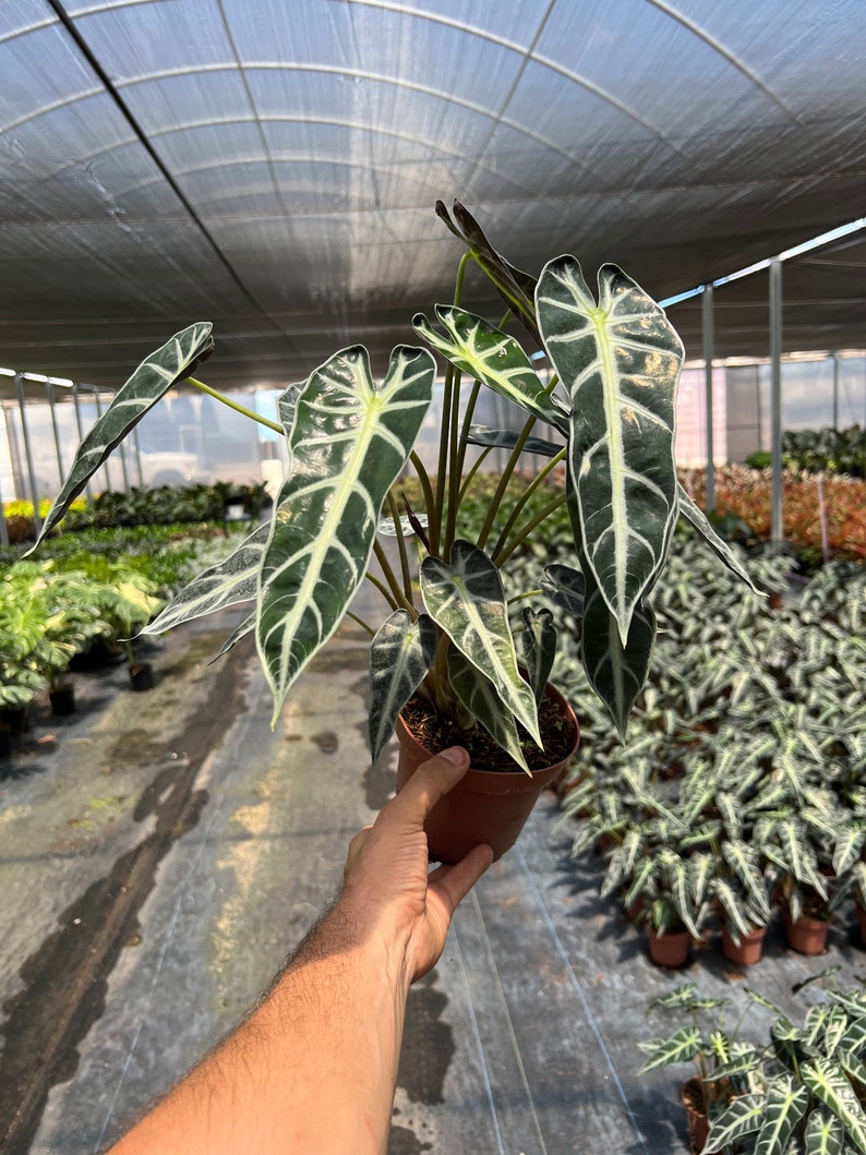 Alocasia Bambino | Arrow Head Elephant Ear Plant | Indoor & Outdoor Live Tropical House plant | Rooted Easy Care Plant in 6" inch Pot