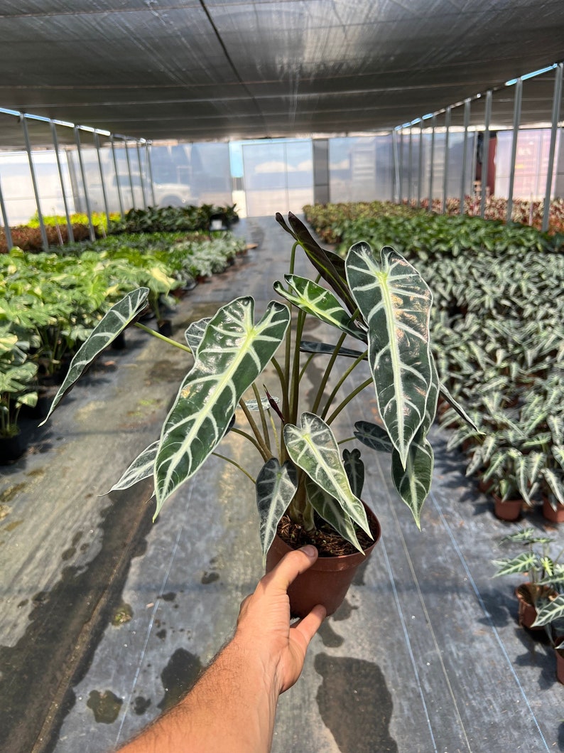 Alocasia Bambino | Arrow Head Elephant Ear Plant | Indoor & Outdoor Live Tropical House plant | Rooted Easy Care Plant in 6" inch Pot