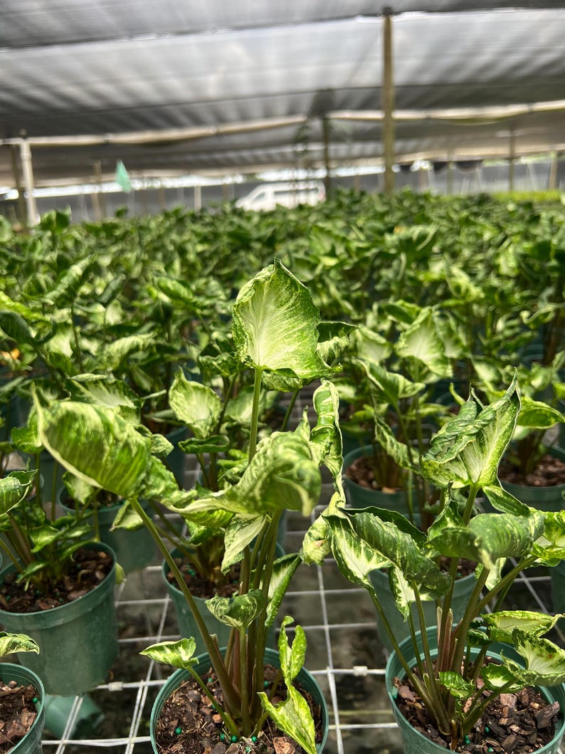 Syngonium Godzilla in 4" and 6" Pot | Indoor & Outdoor Live Tropical Houseplant | Rooted Easy Care Plant