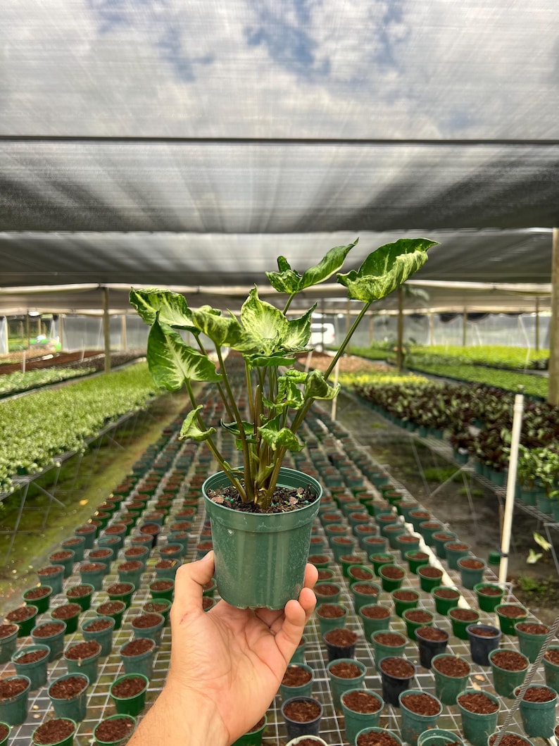 Syngonium Godzilla in 4" and 6" Pot | Indoor & Outdoor Live Tropical Houseplant | Rooted Easy Care Plant
