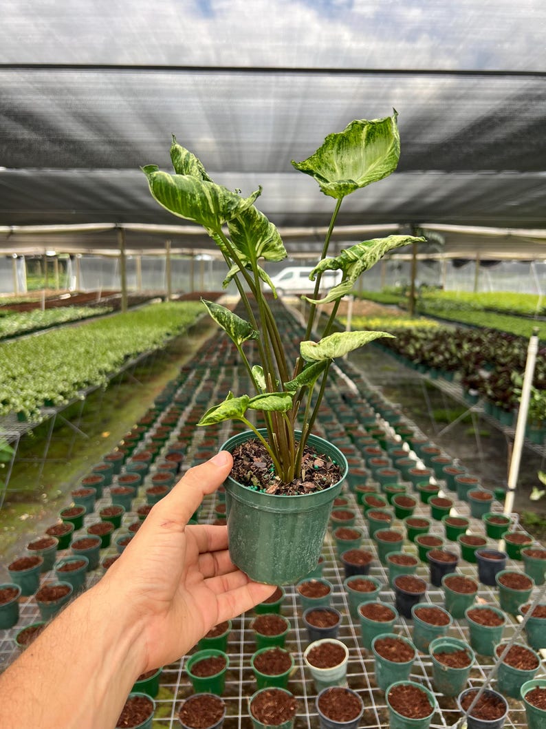 Syngonium Godzilla in 4" and 6" Pot | Indoor & Outdoor Live Tropical Houseplant | Rooted Easy Care Plant