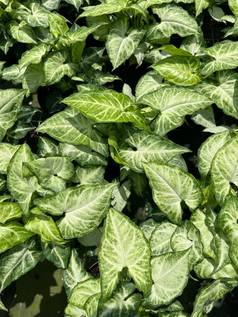 White Butterfly Syngonium Plant - Unique Arrow Head Shape Leaf | Live Tropical Houseplant | Indoor Home Decor Easy Care in 4", 6" or 8" Pot