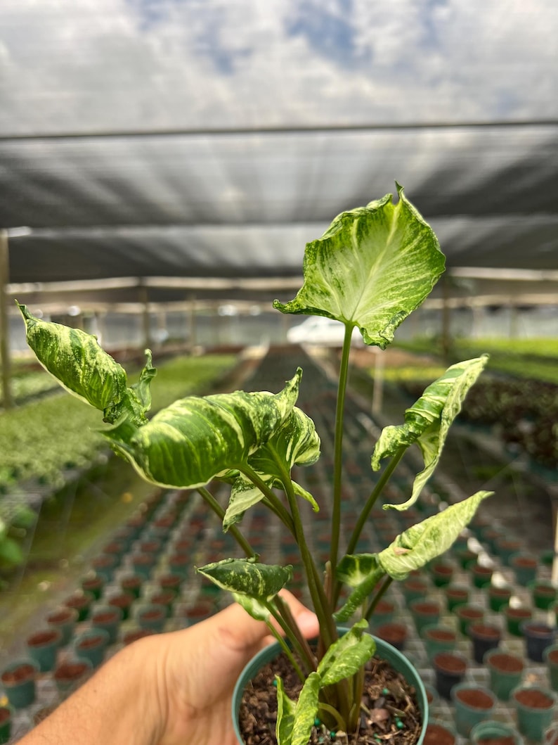 Syngonium Godzilla in 4" and 6" Pot | Indoor & Outdoor Live Tropical Houseplant | Rooted Easy Care Plant