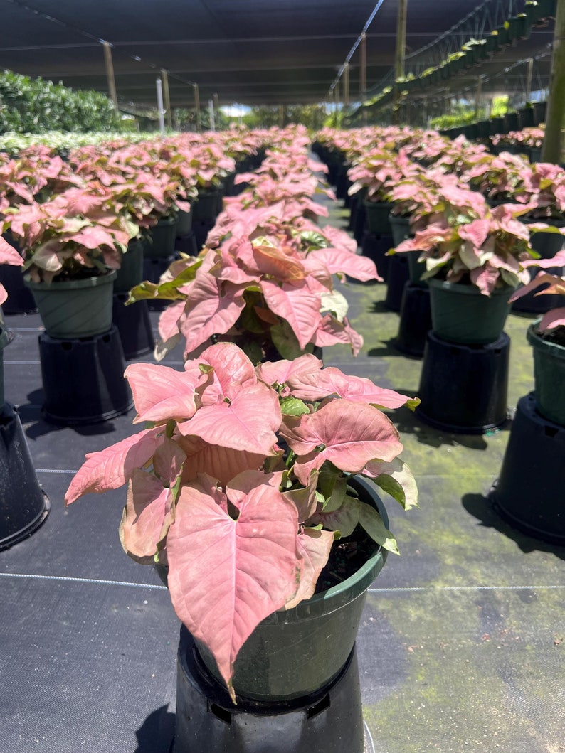 Syngonium Neon Robusta Plant - Pink Arrow Head Shape Leaf | Live Tropical House | Indoor Home & Office Decor in Pot or Hanging Basket