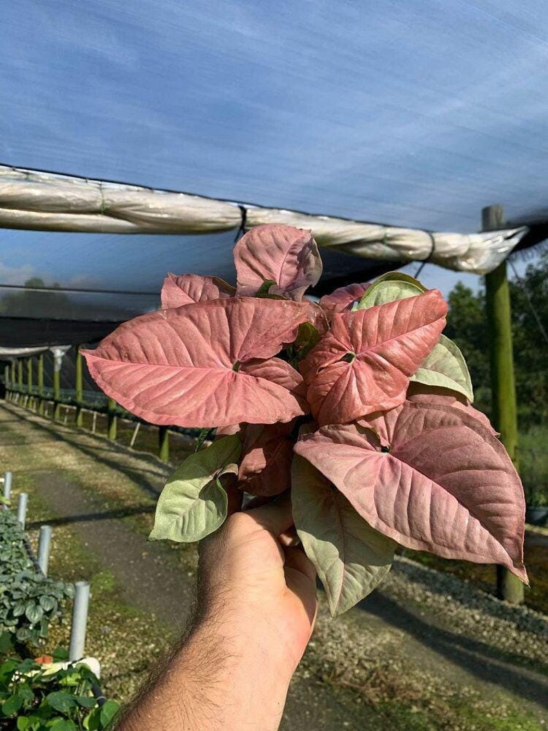 Syngonium Neon Robusta Plant - Pink Arrow Head Shape Leaf | Live Tropical House | Indoor Home & Office Decor in Pot or Hanging Basket