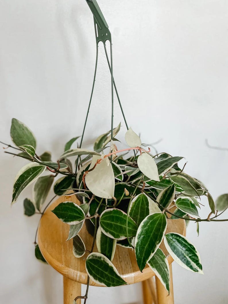 Hoya Macrophylla Variegated | Live Indoor & Outdoor Tropical Houseplant | Home and Office Decor | Rooted Easy Care in Pot and Hanging Basket