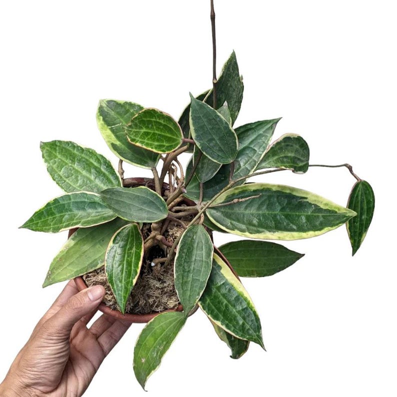 Hoya Macrophylla Variegated | Live Indoor & Outdoor Tropical Houseplant | Home and Office Decor | Rooted Easy Care in Pot and Hanging Basket