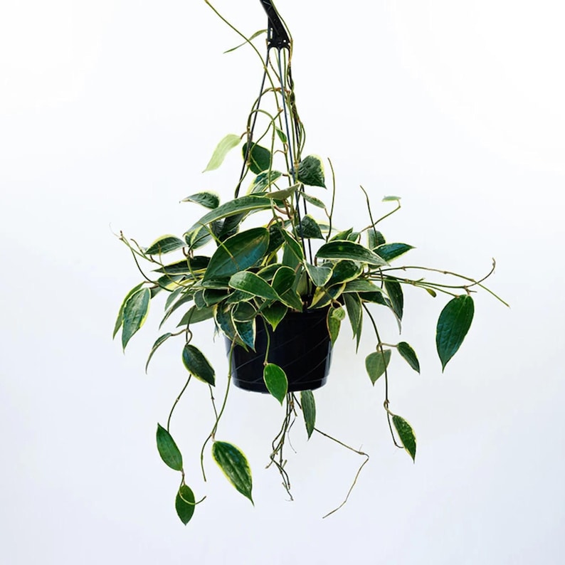 Hoya Macrophylla Variegated | Live Indoor & Outdoor Tropical Houseplant | Home and Office Decor | Rooted Easy Care in Pot and Hanging Basket
