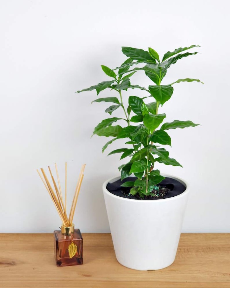 Arabica Coffee Plant | Live Indoor & Outdoor Tropical House plant | Home and Office Decor | Easy Care Rooted in a 4", 6" or 8" inch Pot