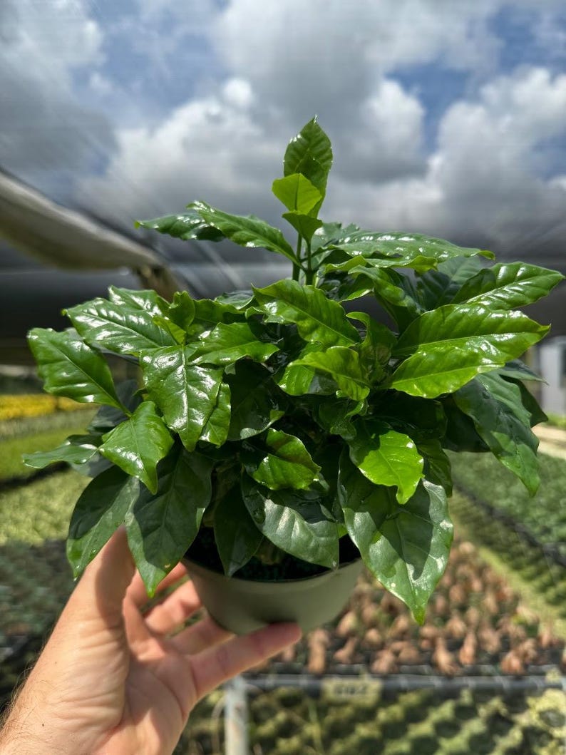 Arabica Coffee Plant | Live Indoor & Outdoor Tropical House plant | Home and Office Decor | Easy Care Rooted in a 4", 6" or 8" inch Pot