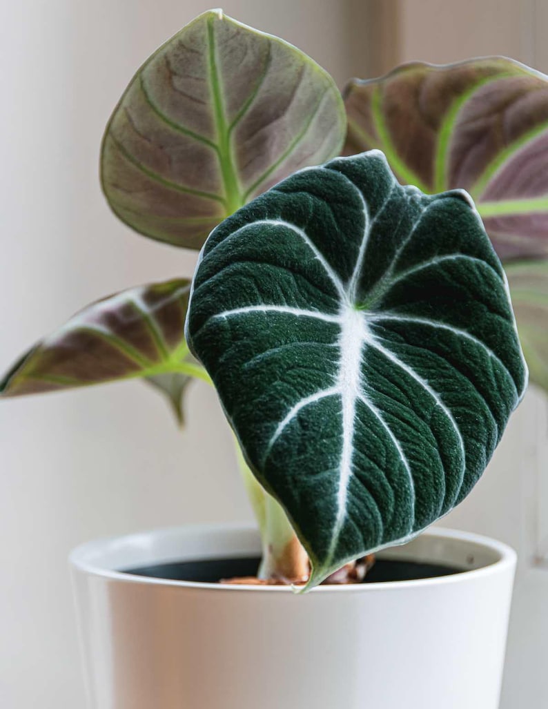 Alocasia Black Velvet | Reginula Elephant Ear | Live Outdoor / Indoor Tropical Houseplant | Home / Office Decor | Easy Care in 4" and 6" Pot