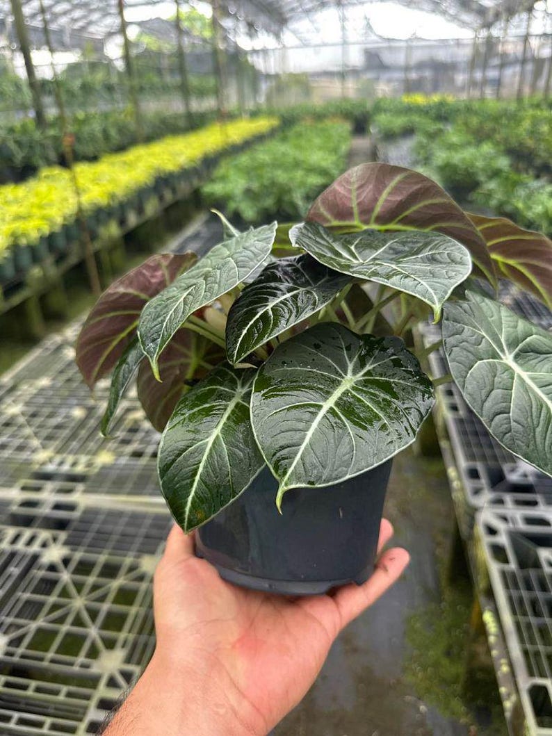 Alocasia Black Velvet | Reginula Elephant Ear | Live Outdoor / Indoor Tropical Houseplant | Home / Office Decor | Easy Care in 4" and 6" Pot