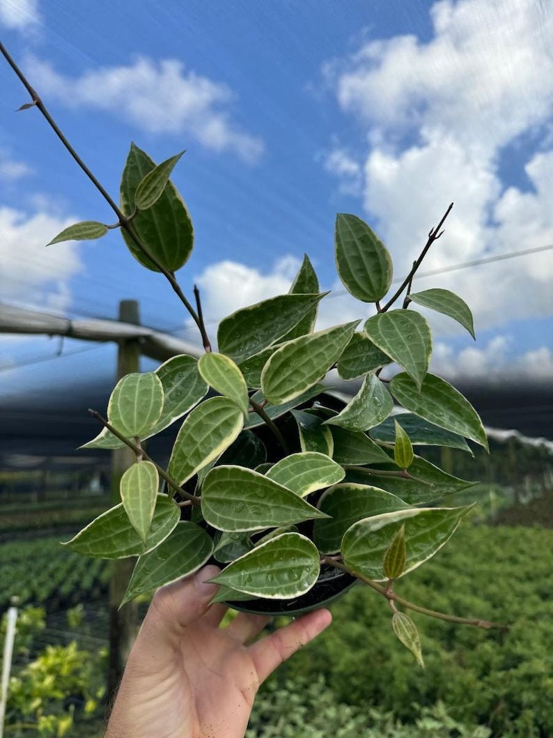 Hoya Macrophylla Variegated | Live Indoor & Outdoor Tropical Houseplant | Home and Office Decor | Rooted Easy Care in Pot and Hanging Basket