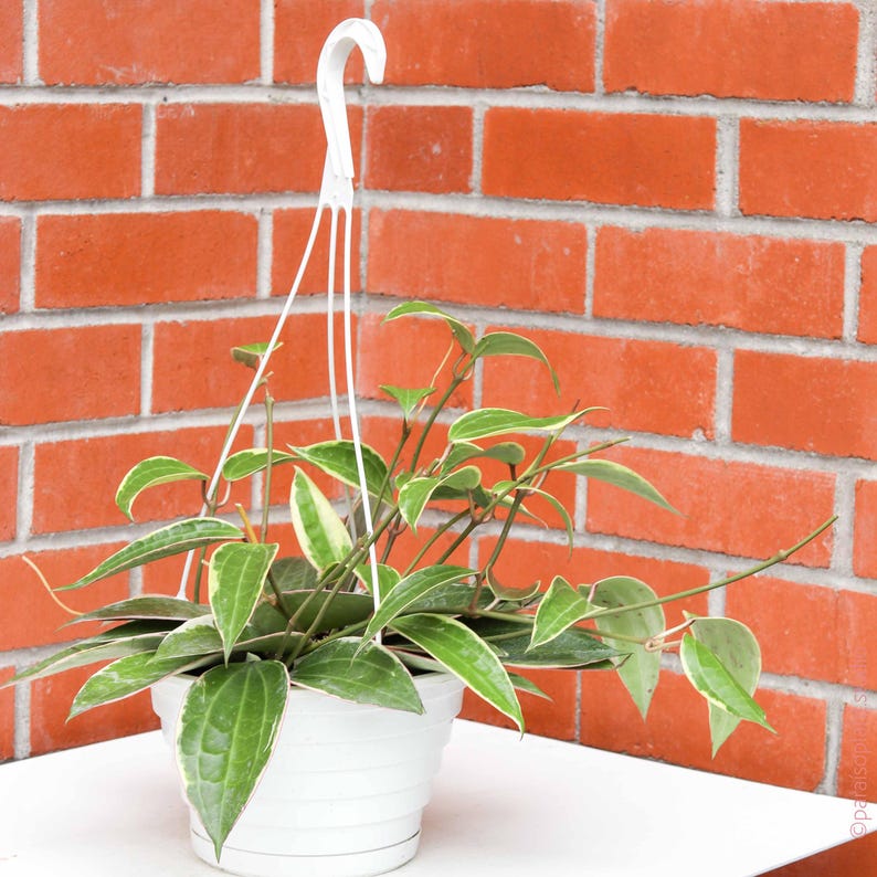 Hoya Macrophylla Variegated | Live Indoor & Outdoor Tropical Houseplant | Home and Office Decor | Rooted Easy Care in Pot and Hanging Basket