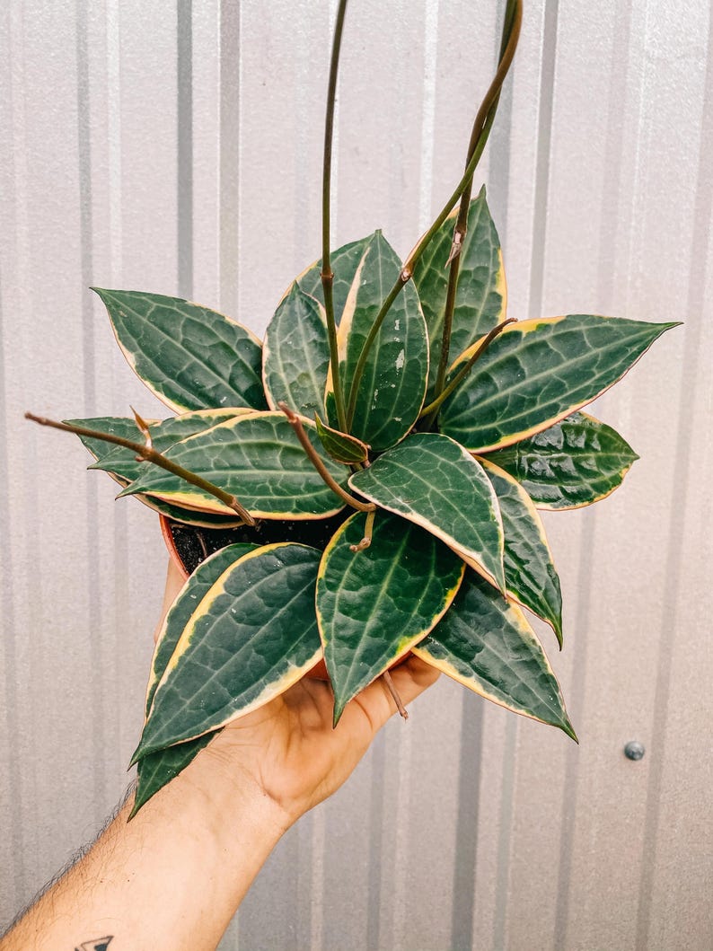 Hoya Macrophylla Variegated | Live Indoor & Outdoor Tropical Houseplant | Home and Office Decor | Rooted Easy Care in Pot and Hanging Basket