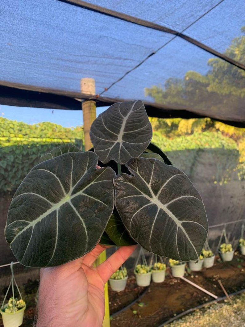Alocasia Black Velvet | Reginula Elephant Ear | Live Outdoor / Indoor Tropical Houseplant | Home / Office Decor | Easy Care in 4" and 6" Pot