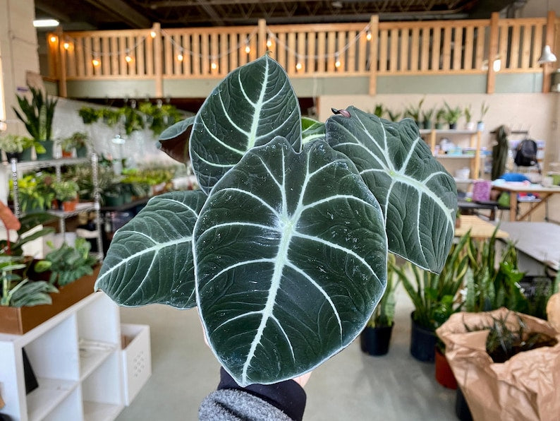 Alocasia Black Velvet | Reginula Elephant Ear | Live Outdoor / Indoor Tropical Houseplant | Home / Office Decor | Easy Care in 4" and 6" Pot